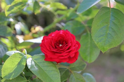 バラ園にて赤い薔薇を撮影しました 花,薔薇,自然の写真素材