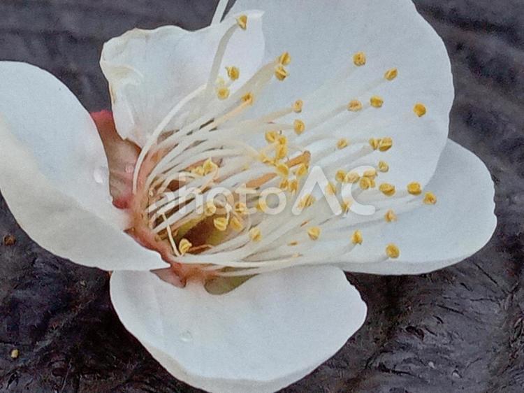一重野梅　梅の花 一重野梅,梅の花,花の写真素材