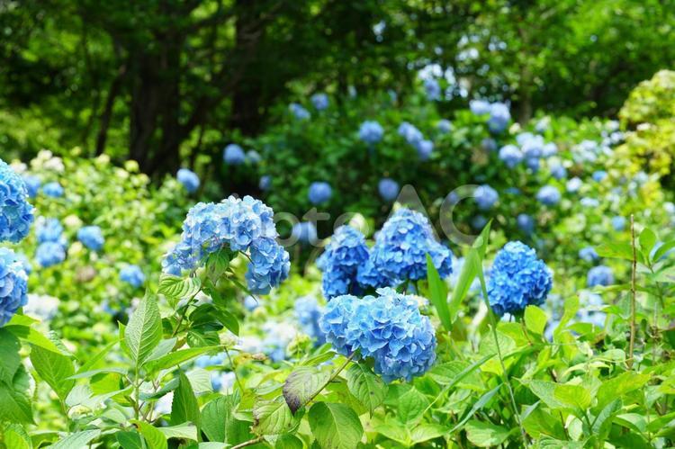 たくさんの青い紫陽花の花 あじさい,花,花びらの写真素材