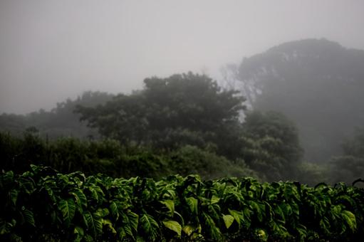 ＜五島風景＞霧の夜明けの梅雨の葉タバコ畑の写真