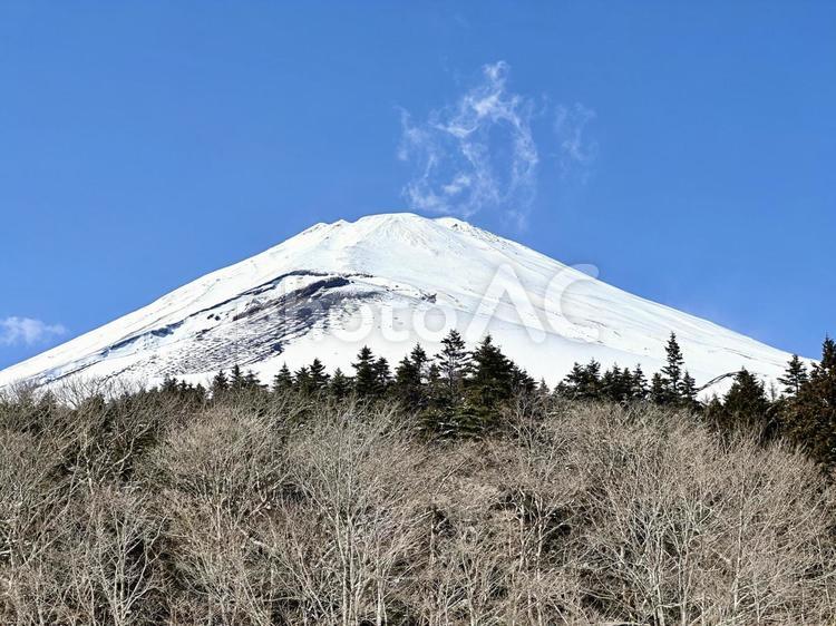 雪に覆われた富士山と冬の木 富士山,自然,風景の写真素材