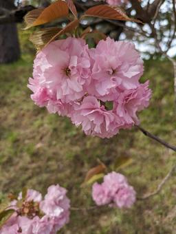 八重桜の枝 拡大 八重桜の枝 拡大の写真