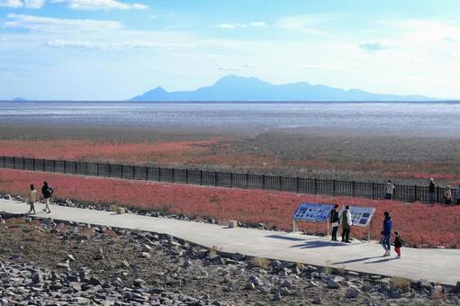 有明海のシチメンソウ シチメンソウ,有明海,秋の写真素材