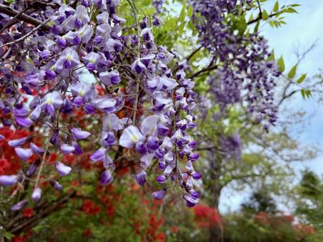 藤の花咲く春の風景 藤の花咲く春の風景の写真