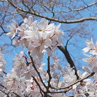 桜咲いた 桜咲いた 花,桜,春の写真素材