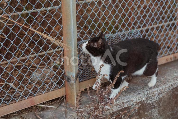 上が気になって見上げるハチワレ猫 ハチワレ猫,地域猫,サクラネコの写真素材