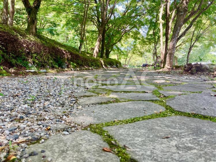 石畳と森への道 道,散策,癒しの写真素材