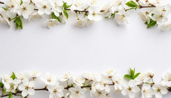 白い花の背景 白い花の背景の写真