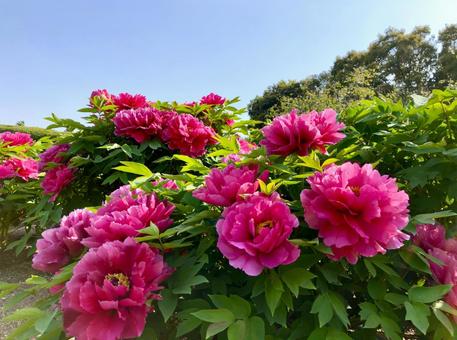 ボタンの花 濃いピンク ボタンの花 濃いピンク 牡丹,ボタン,ぼたんの写真素材