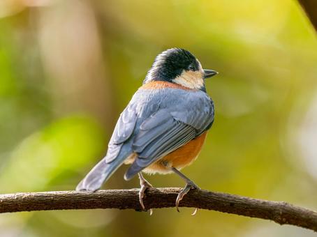 枝にとまるヤマガラ ヤマガラ,野鳥,鳥の写真素材