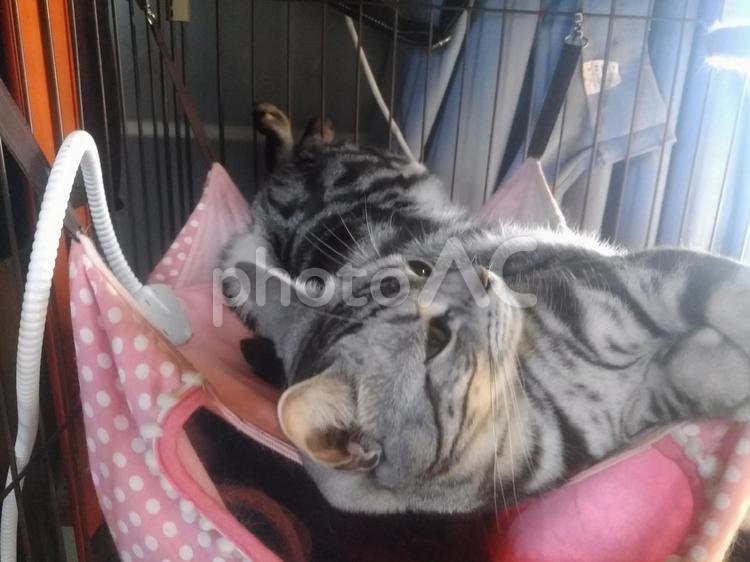 猫用ヒーターでぬくぬくにゃんこ　その4 ペット,動物,可愛いの写真素材