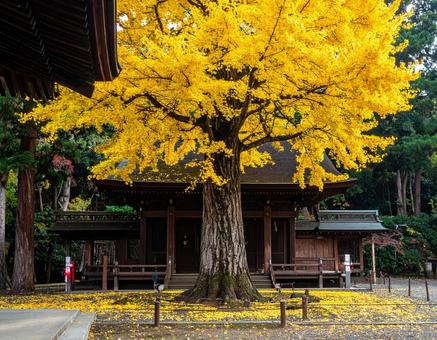 神社の境内にあるイチョウの木1 神社の境内にあるイチョウの木1の写真