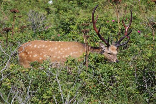 トドワラのエゾシカ トドワラ,エゾシカ,湿原の写真素材