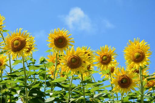 ヒマワリと青空 ヒマワリと青空 ひまわり,花,植物の写真素材