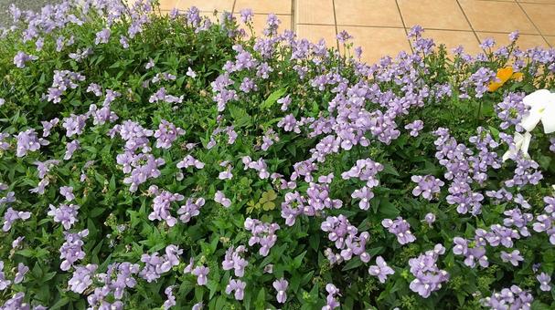 春の花 春の花の写真