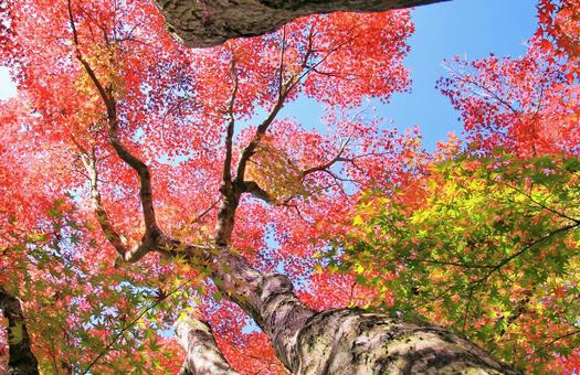 見上げるもみじの鮮やかな紅葉 見上げるもみじの鮮やかな紅葉 紅葉,もみじ,木の写真素材