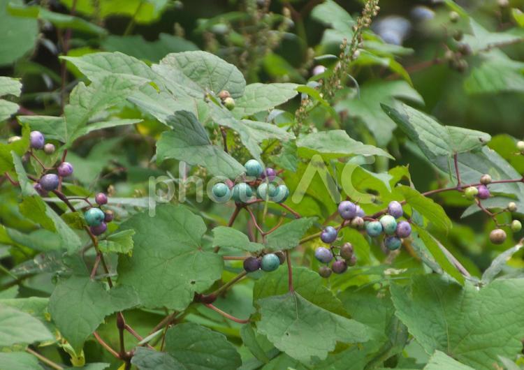 ノブドウの実 ノブドウ,つる性,植物の写真素材