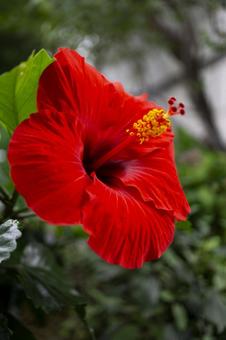 Photo, hibiscus, flower, red flower, 