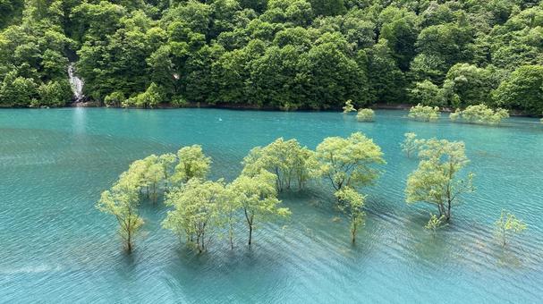 水没林 水没林 水没林,湖,木の写真素材