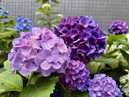 紫陽花(紫) 紫陽花(紫)の写真