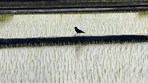 田んぼの畦道にカラスが歩く 田んぼの畦道にカラスが歩くの写真