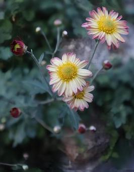 私はあなたを愛する スプレー菊,花,flowerの写真素材