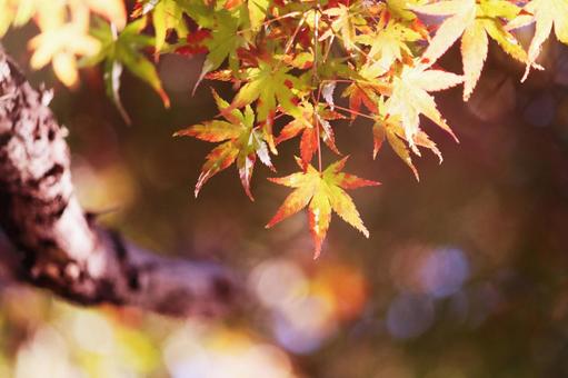 美しい秋の紅葉 美しい秋の紅葉 紅葉,秋,もみじの写真素材