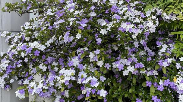 群生する花 群生する花の写真