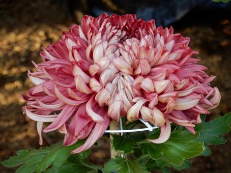 【風景写真】福山菊花展覧会の風景 キク,菊,菊花展の写真素材