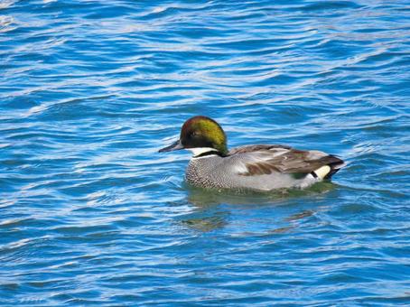 優雅に泳ぐヨシガモのオス ヨシガモ,野鳥,動物の写真素材