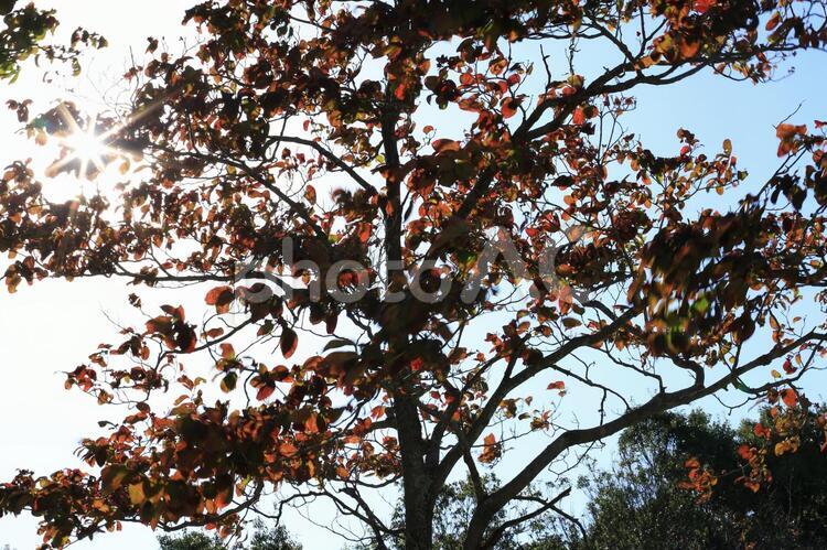 風の気配 秋,紅葉,自然の写真素材