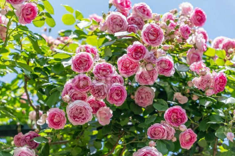 美しき薔薇の煌めき バラ,贈り物,青空の写真素材