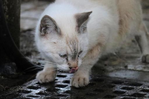 公園ネコ　沖縄県　那覇市の写真