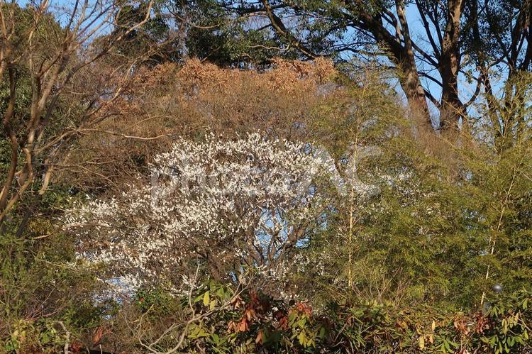 福岡南公園の春　 風景,福岡,南公園の写真素材