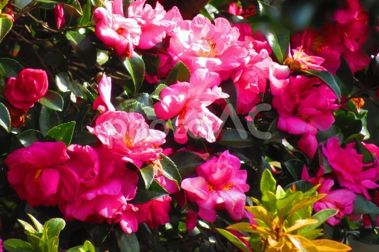 １１月下旬の陽を浴びるピンク色のサザンカの花 背景,山茶花,サザンカの写真素材