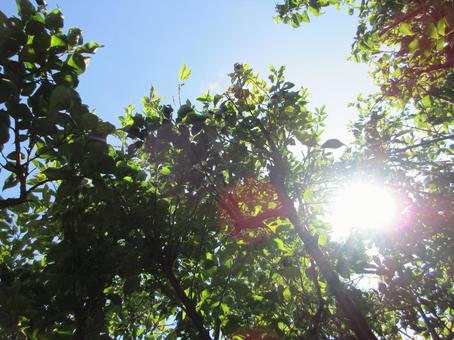 木漏れ日 木漏れ日の写真