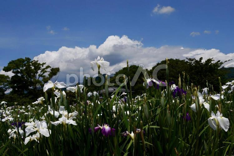 大和町の花菖蒲公園と青空 花菖蒲,青空,自然の写真素材