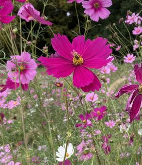 コスモスにとまるミツバチ コスモス,秋の花,秋の写真素材