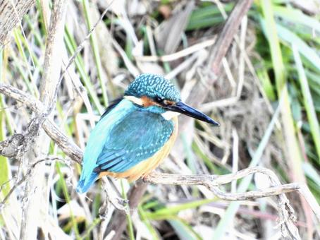 枯れ枝にとまるカワセミ 枯れ枝にとまるカワセミの写真