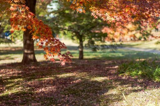 紅葉狩りのイメージ 紅葉,モミジ,紅葉狩りの写真素材