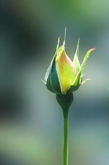 Single rose flower 9, JPG