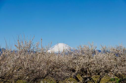 青空に映える満開の白梅と冠雪した富士山 梅,梅の花,白梅の写真素材
