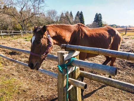 茶色いお馬 馬,牧場,午年の写真素材