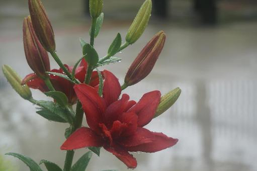 Photo, lily, spring, rain, 