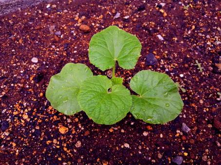 発芽後のメロン(イバラキング)の苗 発芽,メロン,イバラキングの写真素材