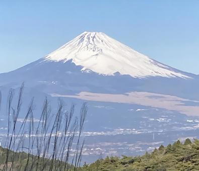 雪を被った富士山とススキ 雪を被った富士山とススキ 富士山,雪,ススキの写真素材