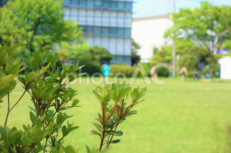 新緑の日曜日の公園 木,枝,葉の写真素材