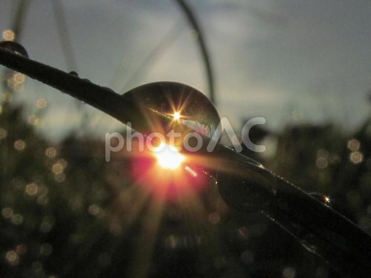 水滴と緑の葉と朝日（Water drops） 水滴,すいてき,しずくの写真素材