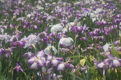 花菖蒲 花菖蒲の写真