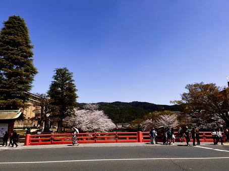 春の京都 春の京都 花,華,花びらの写真素材